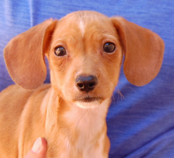 Anthony and his siblings are three-month-old dachshund-beagle mixes.