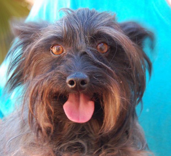 Hamilton is a sweet Yorkie-type lapdog