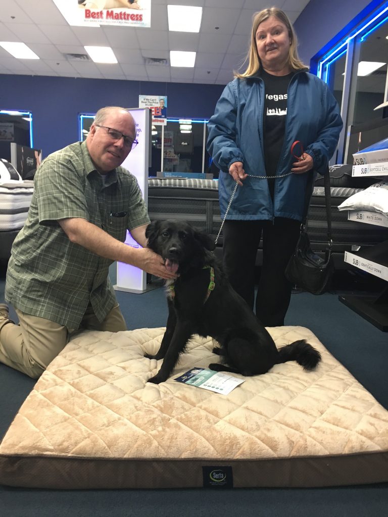 Thelma was adopted and given a Pet bed by Best Mattress in Las Vegas