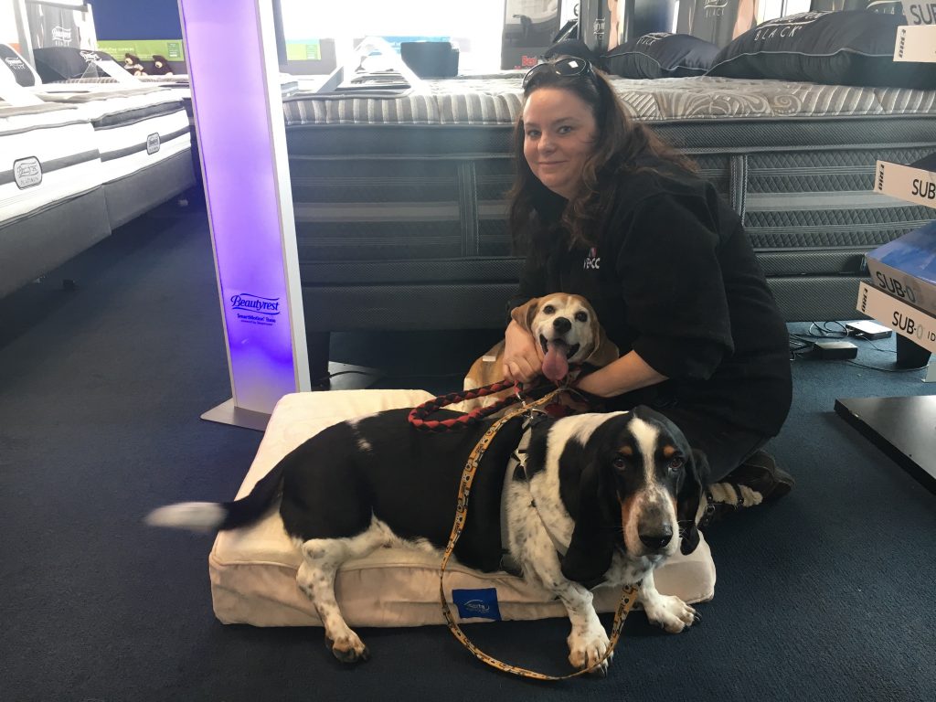 Conan the Beagle adopted by his Hu-MOM Kathy. They came to best mattress in las vegas to get a free pet bed because they adpoted through the NSPCA