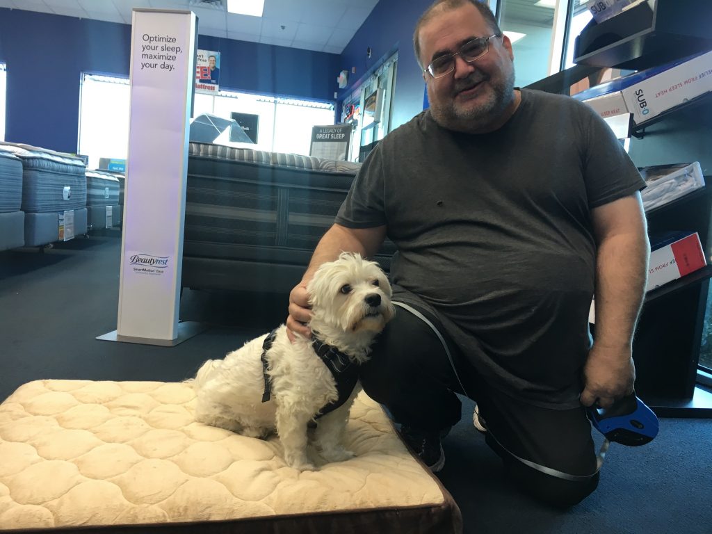 Jasmine the Maltese adopted from the NSPCA and given a free pet bed from Best Mattress in Las Vegas. 