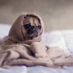 grumpy pug who didn't get sleep because someone was snoring so much in the night. learn more about getting better sleep from best mattress in las vegas,