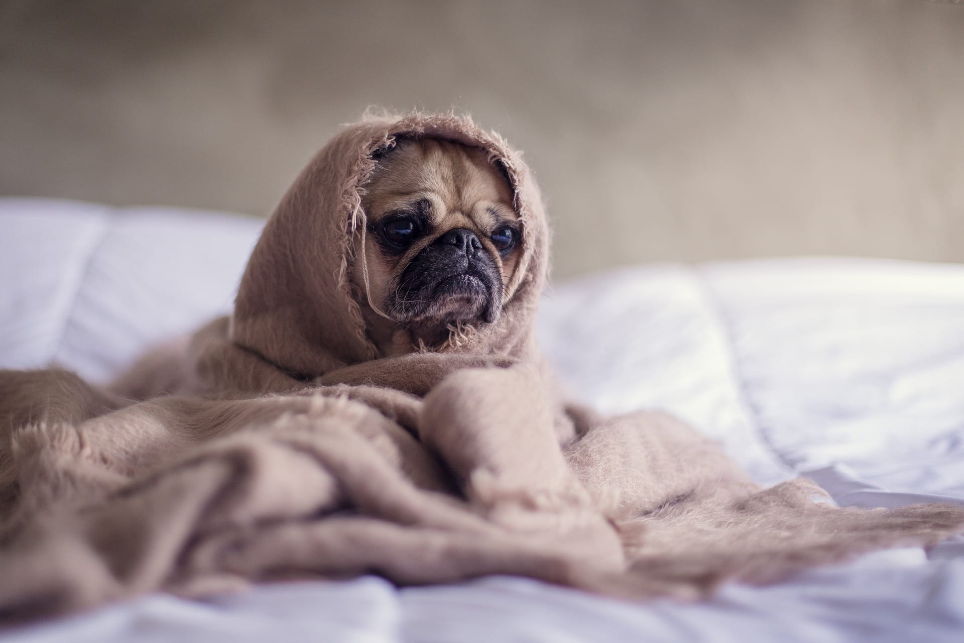 grumpy pug who didn't get sleep because someone was snoring so much in the night. learn more about getting better sleep from best mattress in las vegas, 