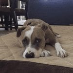 Bella laying on a mattress