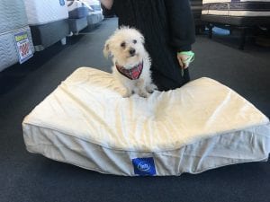 Booger a poodle mix was adpoted with his best bud Rex and was given a serta pet bed from Best Mattress in Las Vegas