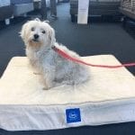 Kiwi The Terrier adopted from the NSPCA and given a free pet bed from Best Mattress in Las Vegas