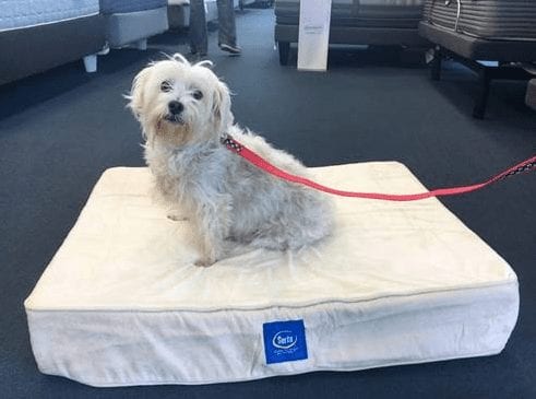 Kiwi The Terrier adopted from the NSPCA and given a free pet bed from Best Mattress in Las Vegas