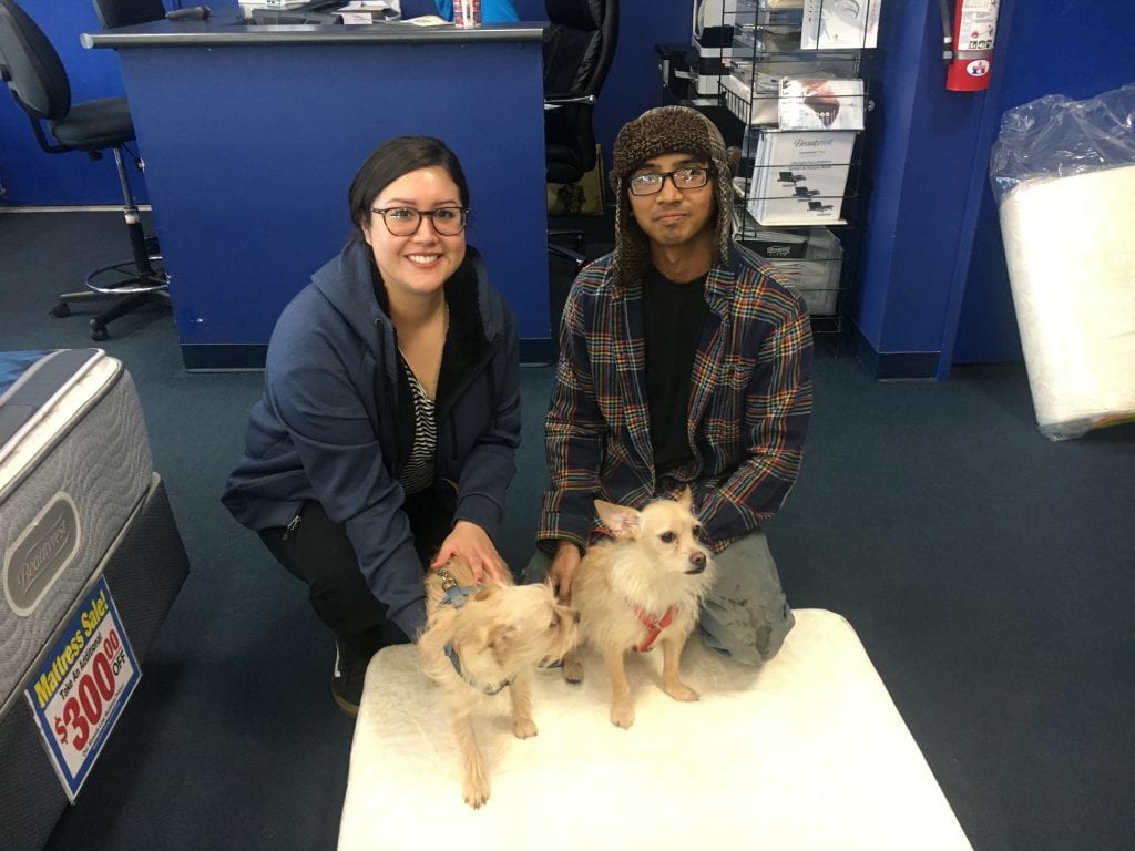 Two dogs that were adopted from NSPCA and were given free pet beds from Best Mattress in Las Vegas