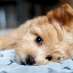 Puppy wet in owner's bed
