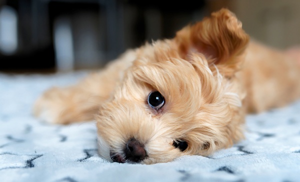 Puppy wet in owner's bed