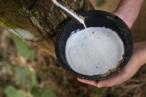 Natural latex sap from the rubber tree