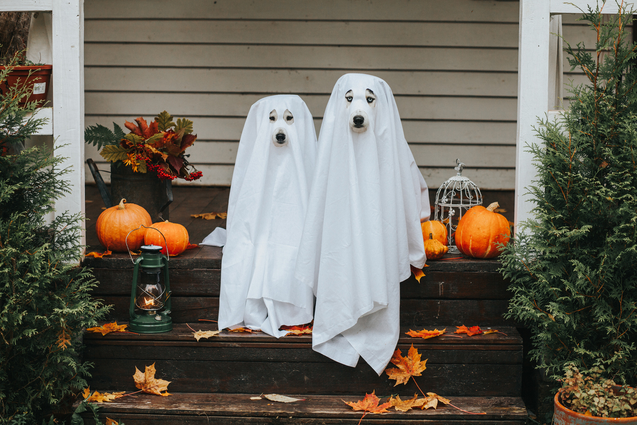 Two dogs on porch in bed sheets as ghosts