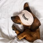 Dachshund sleeping in bed wearing pink eye cover.