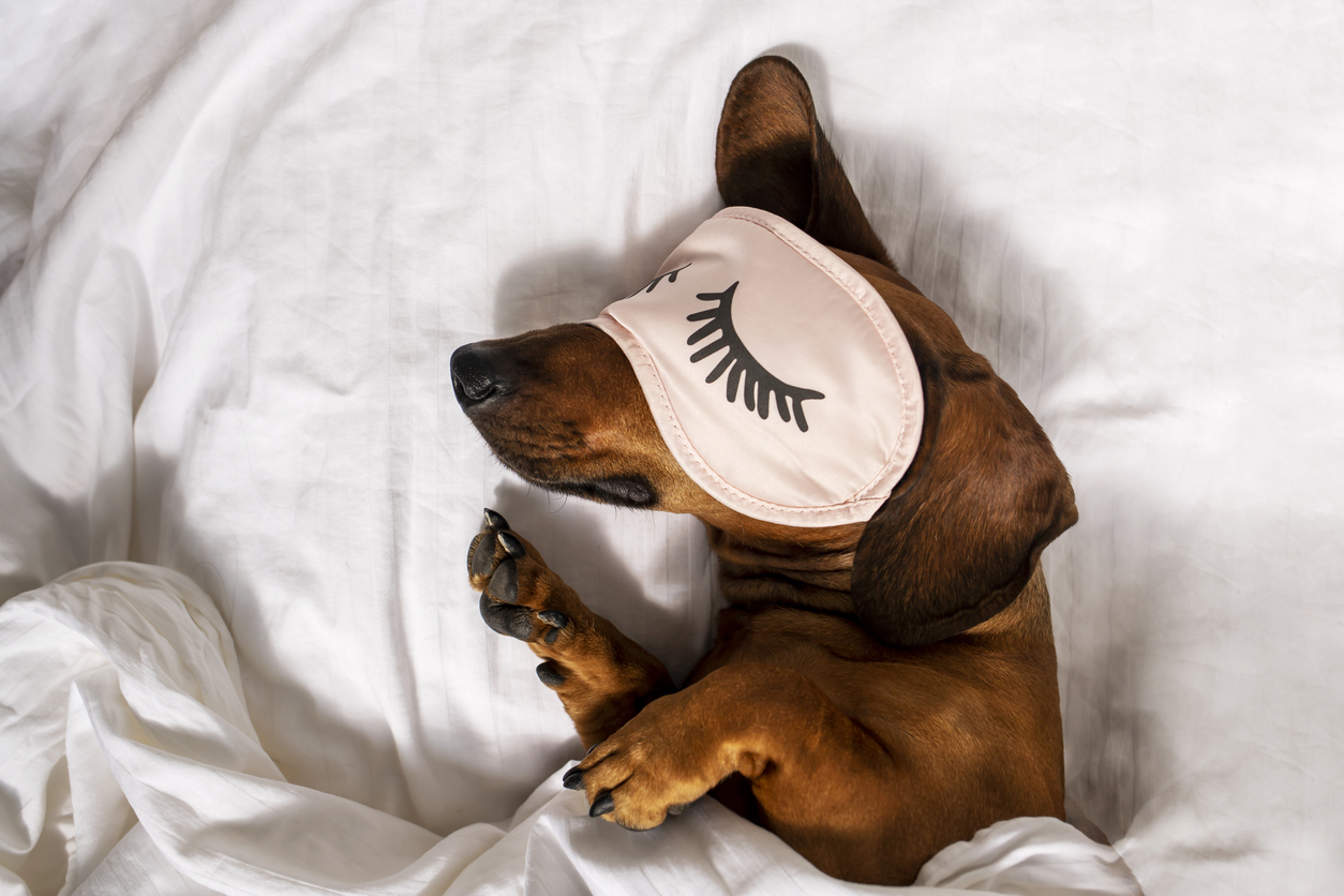 Dachshund sleeping in bed wearing pink eye cover.