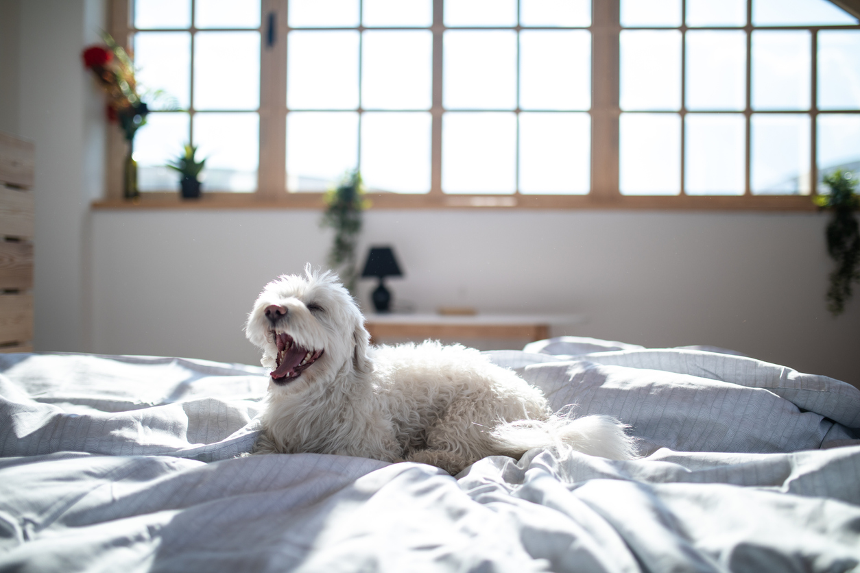 Maltese dog on bed with open snout