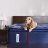Albany II Soft Plush Pillow Top Lifestyle