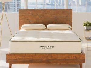 Avocado Standard Firm